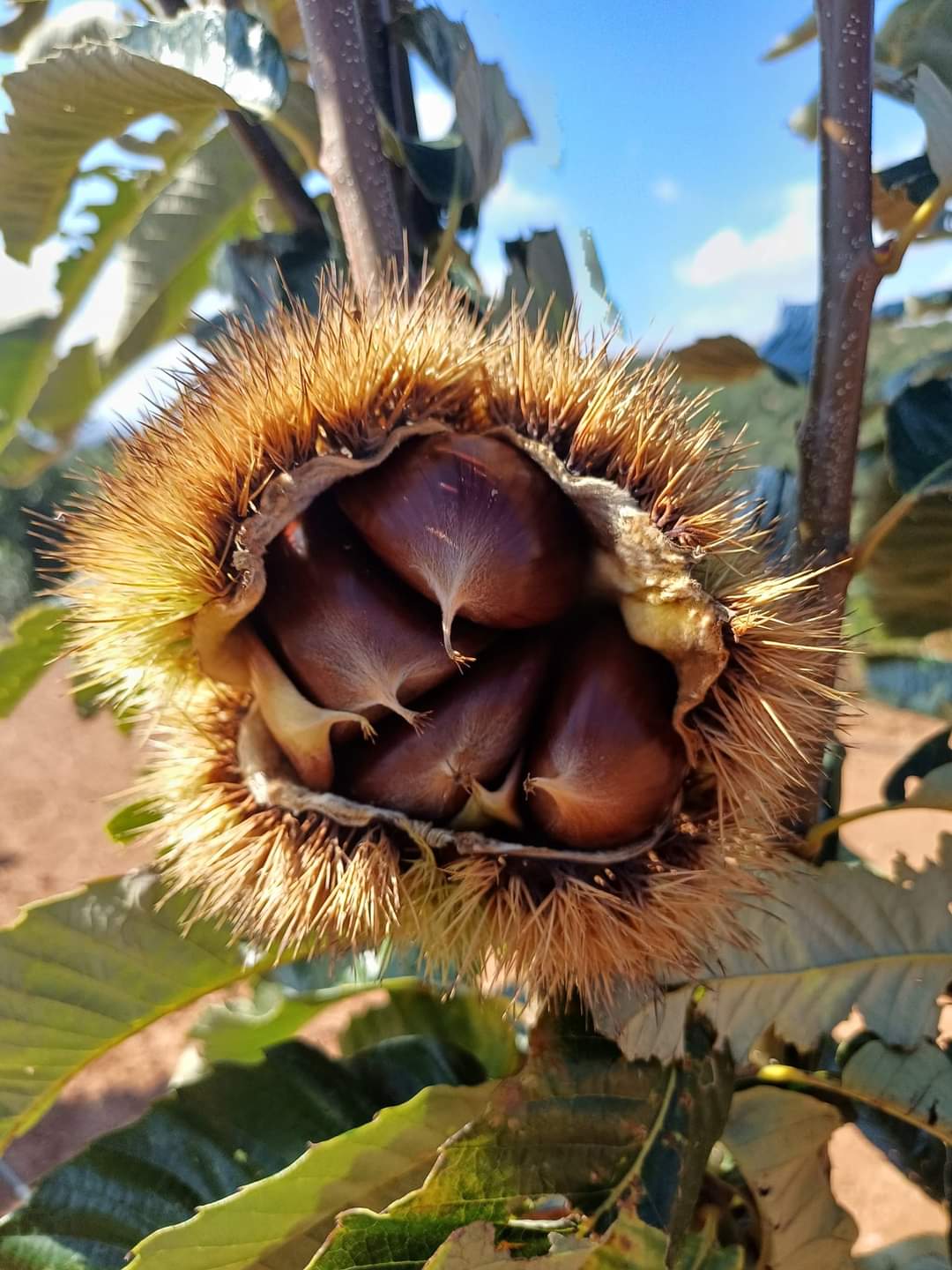 HACIÖMER KESTANE FİDANI